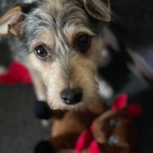 Meet your Posher, Anne